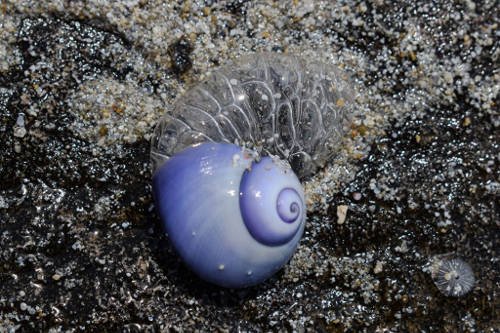 Violetinė jūros sraigė